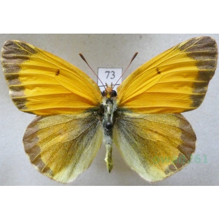 Colias croceus (Geoffroy, 1785) male Szlaczkoń sylwetnik Czech73